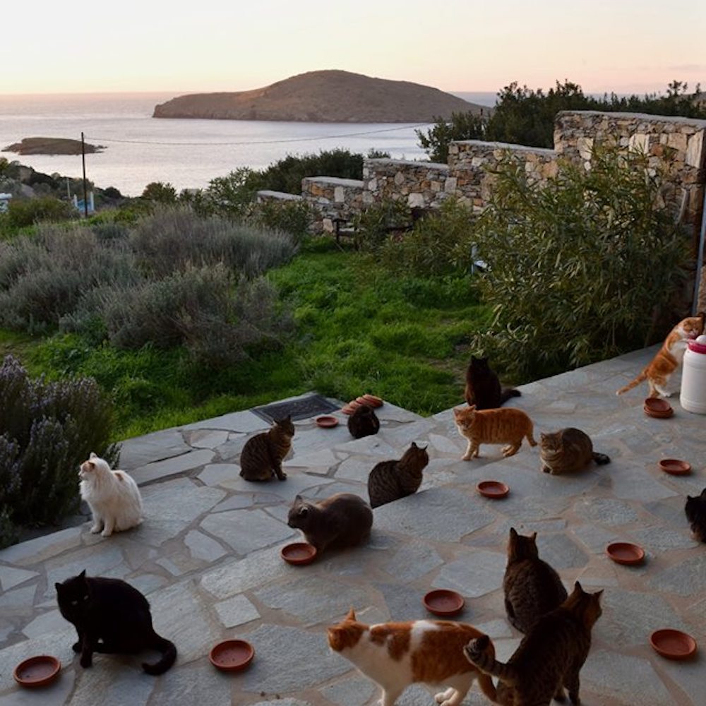 Cercasi accarezzatore di gatti in Grecia, boom di curriculum