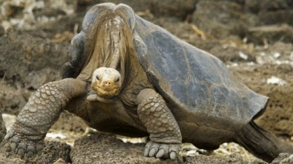 Cento anni e 800 figli, la tartaruga Diego va in pensione